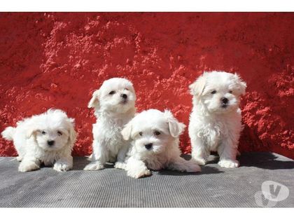 Animais Estimação à Venda Cotia Grande Sao Paulo SP - Fotos para Filhotes - parcelamos em 12X cartão