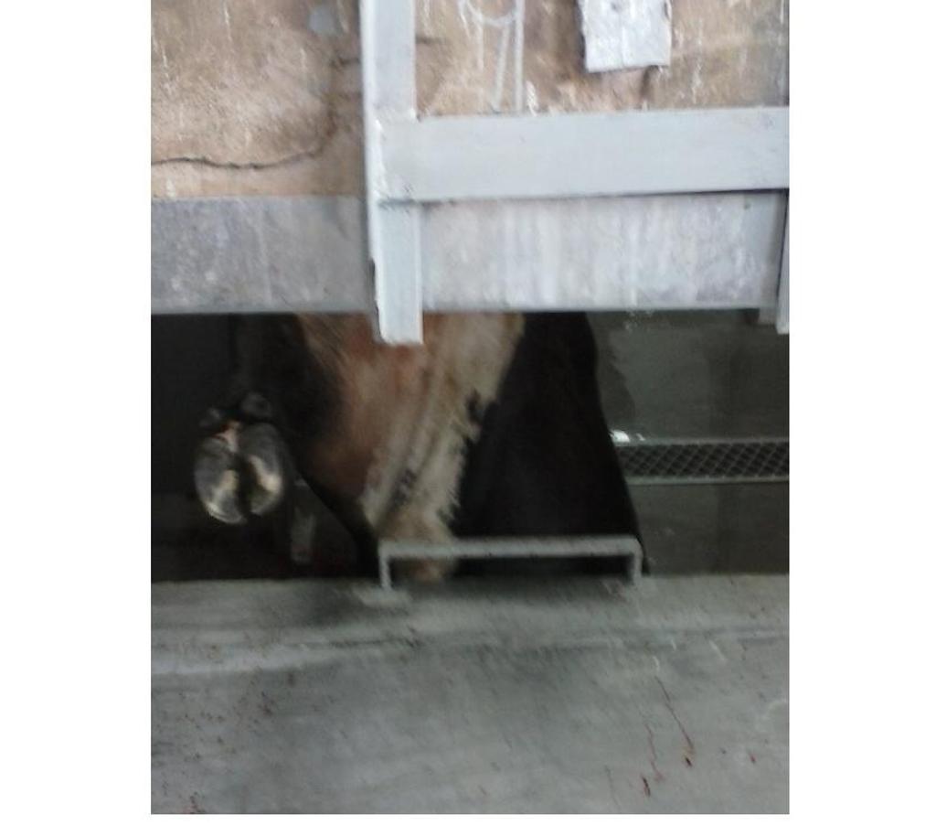 Comprar Loja Santa Cruz do Sul RS - Fotos para Frigorifico e Abatedouro Bovino no Rio Grande do Sul.