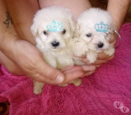 Animais Estimação à Venda Cotia Grande Sao Paulo SP - Fotos para POODLES