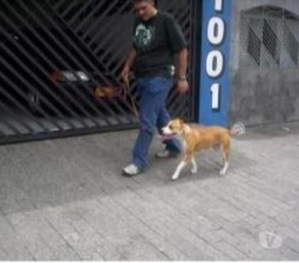 Veterinários - Serviços - Acessórios Tatuapé Sao Paulo SP - Fotos para Adestrador de cães a domcilio Tatuapé