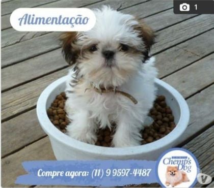 Animais Estimação à Venda Vargem Grande Paulista Grande Sao Paulo SP - Fotos para SHIHTZU MACHOS E FEMEAS