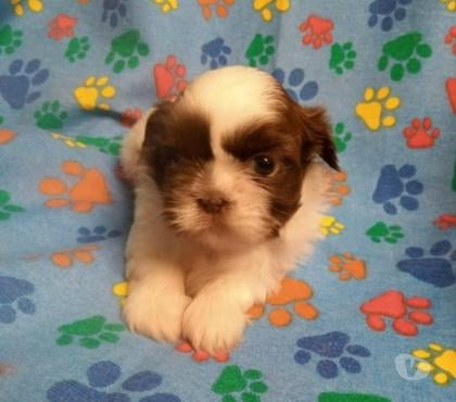 Animais Estimação à Venda Cotia Grande Sao Paulo SP - Fotos para Shihtzu filhotes