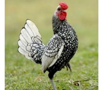 Ovos Galados Galinha Sebright prata dourado zebraite