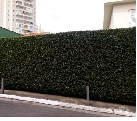 Outros serviços Sao Paulo SP Santo Amaro - images_alt_text Jardinagem Paisagismo