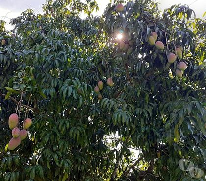 Fazendas - Sitios à venda - Fotos para Itaboraí, Sítio, 23 mil m², Árvores Frutíferas e Lago.