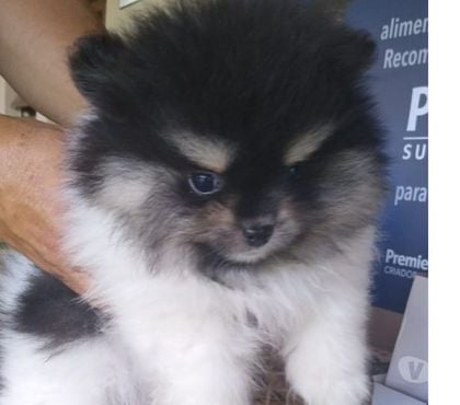 Animais Estimação à Venda Vargem Grande Paulista Grande Sao Paulo SP - Fotos para SPITZ ALEMÃO