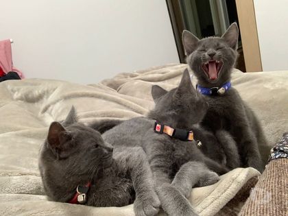 Animais estimação à venda - Fotos para Azul Russo Hipoalergênico