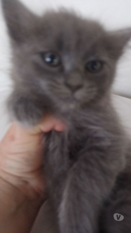 Animais Estimação à Venda - Fotos para Chartreux filhotes