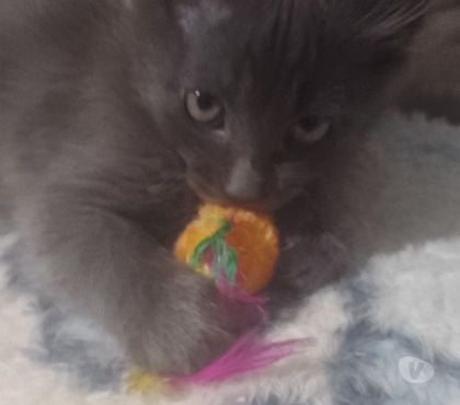 Animais Estimação à Venda - Fotos para Azul Russo filhote Hipoalergênico