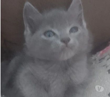 Animais Estimação à Venda Outros Bairros Sao Paulo SP Sao Paulo SP - images_alt_text Azul Russo bebezinho Hipoalergênico