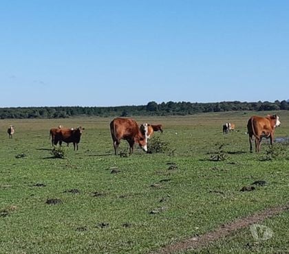 Fazendas - Sitios à venda - Fotos para Fazenda 340 ha Pecuária e Soja Glorinha RS