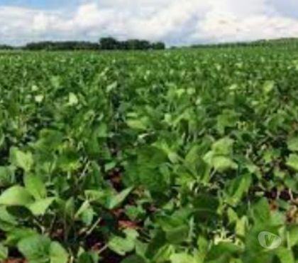 Fazendas - Sitios à venda - Fotos para Fazenda 280ha Soja Arroz Pecuária Sto Antônio da Patrulha RS