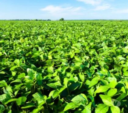 Fazendas - Sitios à venda - Fotos para Fazenda 300ha Soja e Pecuária em Osório RS