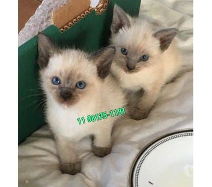 Animais Estimação à Venda Guarulhos Grande Sao Paulo SP - Fotos para Siamês filhotes para venda