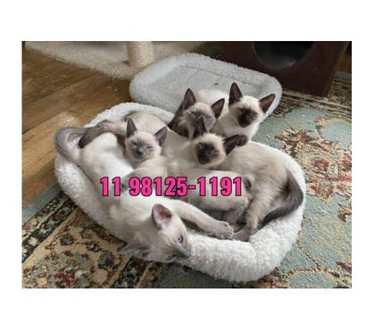 Animais estimação à venda Arujá Grande Sao Paulo SP - Fotos para Filhotes de gatos siames