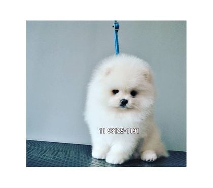 Animais estimação à venda Arujá Grande Sao Paulo SP - Fotos para Filhote de Lulu da pomerania spitz alemão