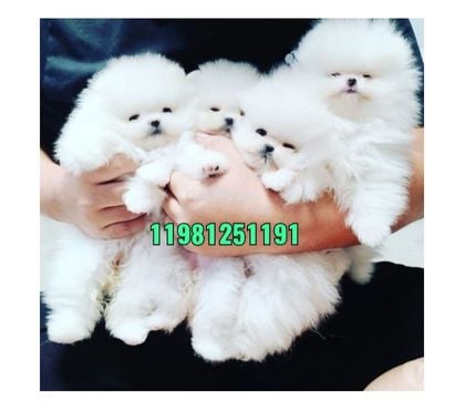 Animais estimação à venda Guarulhos Grande Sao Paulo SP - Fotos para Zwergspitz filhotes apronta Lulu da pomerania spitz alemão