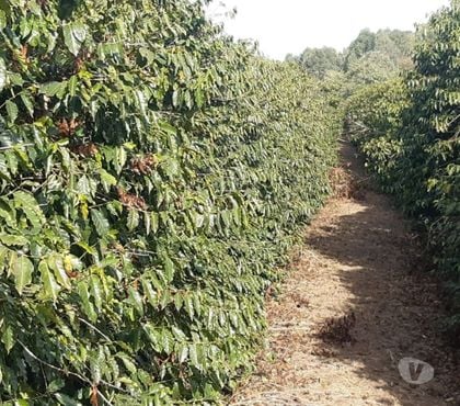 Fazendas - Sitios à venda - Fotos para Excelente fazendinha café região Cordislândia-MG