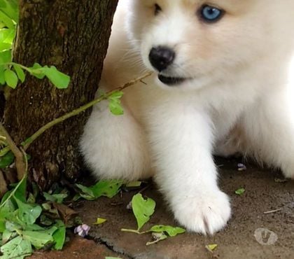 Animais Estimação à Venda - Fotos para Pomsky (disponível para envio)