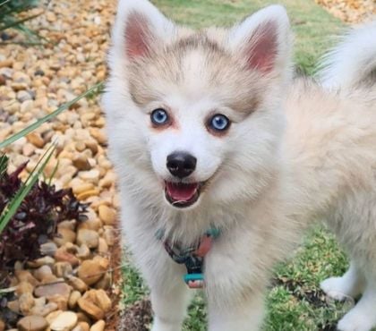 Animais Estimação à Venda - Fotos para Pomsky (envio para todo Brasil)