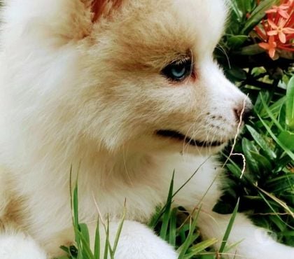 Animais Estimação à Venda - Fotos para Pomsky disponível para envio