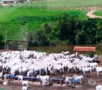 Excelente fazenda para pecuaria e outras finalidades