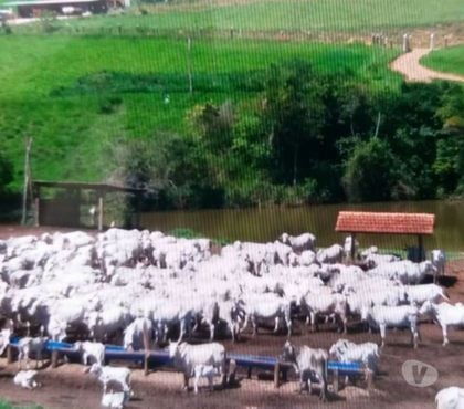 Fazendas - Sitios à venda - Fotos para Excelente fazenda para pecuaria e outras finalidades