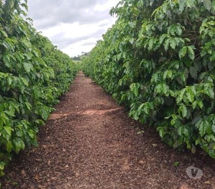 Fazendas - Sitios à venda - Fotos para Excelente fazenda de café