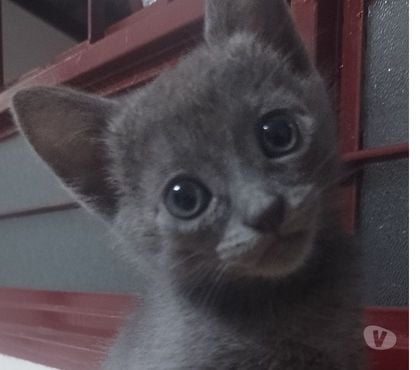 Animais Estimação à Venda Outros Bairros Sao Paulo SP Sao Paulo SP - images_alt_text Azul Russo Hipoalergênico