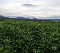 Fazenda para leite e grãos