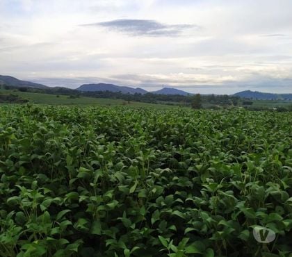Fazendas - Sitios à venda - Fotos para Fazenda para leite e grãos