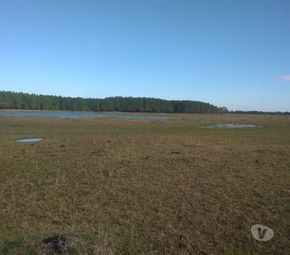 Fazendas - Sitios à venda - Fotos para Fazenda 103ha Pinus Resinando e Pecuária Tavares RS
