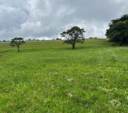 Fazendas - Sitios à venda - Fotos para Fazenda 102ha de Porteira Fechada em Barra do Ribeiro RS