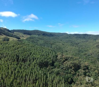 Fazendas - Sitios à venda - Fotos para Área 42,5ha Reflorestamento Eucalipto em Varzinha Caraá RS