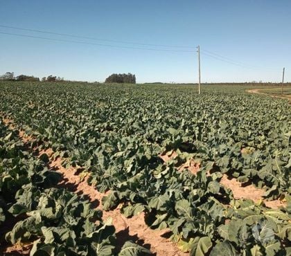 Fazendas - Sitios à venda - Fotos para Fazenda de 85 hectares Lavoura e Pecuária Terra de Areia RS
