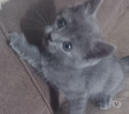 Animais Estimação à Venda - Fotos para Azul Russo Hipoalergênico filhotes