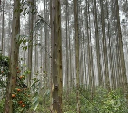 Fazendas - Sitios à venda - Fotos para Reflorestamento Eucalipto 75ha Osório RS