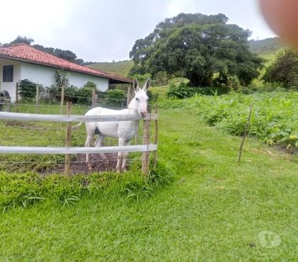 Fazendas - Sitios à venda - images_alt_text Fazenda c Porteira Fechada.50 Alqueires.Oportunidade!