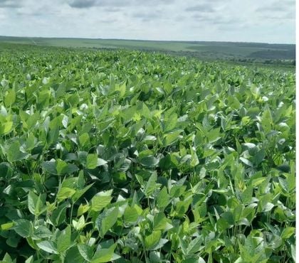 Fazendas - Sitios à venda - Fotos para FAZENDA DE SOJA COM 715 ALQUEIRES NA REGIÃO DE NAVIRAI MS