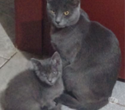 Animais Estimação à Venda - Fotos para Azul Russo Blue Russian Hipoalergênico