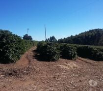 Excelente fazenda café, leite, cria e recria