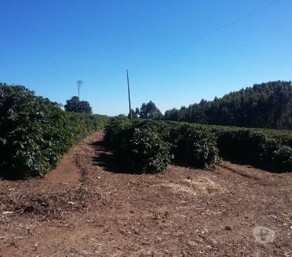 Fazendas - Sitios à venda - Fotos para Excelente fazenda café, leite, cria e recria