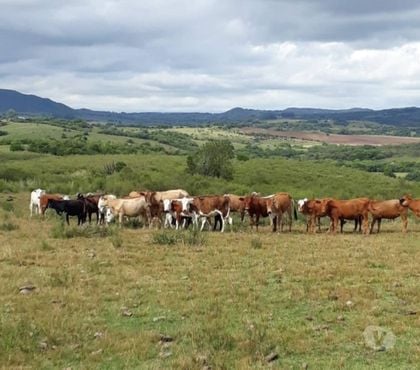 Fazendas - Sitios à venda - Fotos para Fazenda 432ha Multiprodutiva em Herval RS