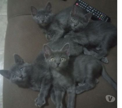 Animais estimação à venda - Fotos para Blue Russian Azul Russo Hipoalergênico