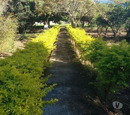 Fazendas - Sitios à venda Itaguai RJ - Fotos para Super Sítio Esquina cPiscina Santa Cândida Itaguaí RJ 