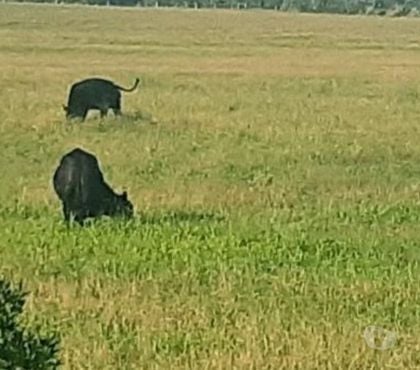Fazendas - Sitios à venda - Fotos para Sítio Completo 64ha Pecuária Cultivos e Lazer no Litoral RS