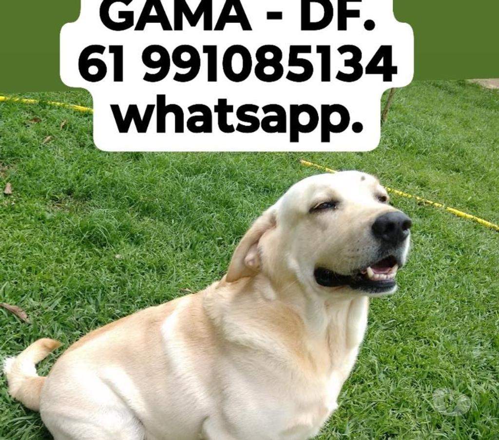 Veterinários - Serviços - Acessórios Gama DF - Fotos para Hotel Para Cães e Gatos 61 991085134 whatsapp.