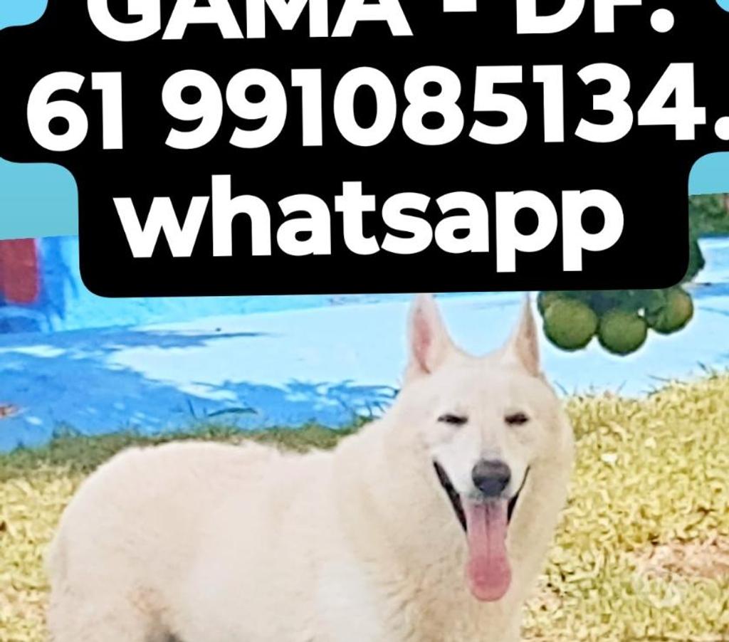 Veterinários - Serviços - Acessórios Gama DF - Fotos para Hotel Para Cães e Gatos 61 991085134 whatsapp.