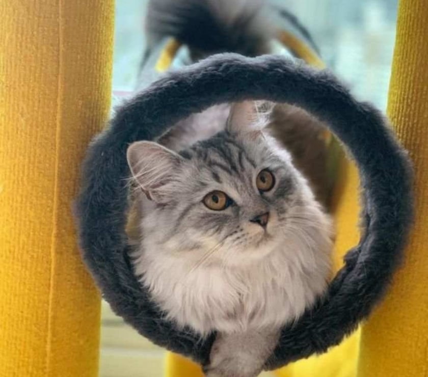 Animais Estimação à Venda Bela Vista Sao Paulo SP - Fotos para Angorá Turco filhote