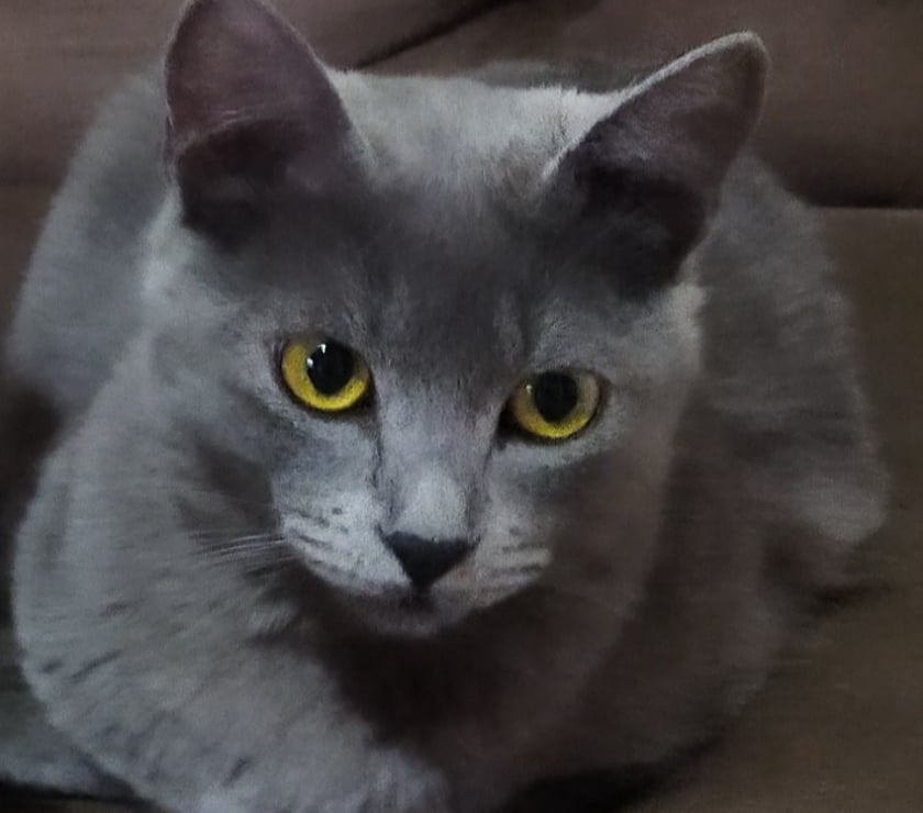 Animais Estimação à Venda - Fotos para Azul Russo Blue Russian Hipoalergênico